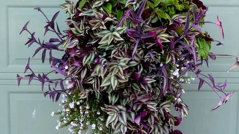 Flowers for Hanging Plants: Ek Sundar Guide Flowers for Hanging Plants: Ek Sundar Guide