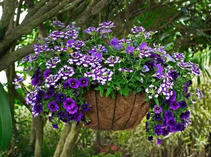 Flowers for Hanging Plants: Ek Sundar Guide Flowers for Hanging Plants: Ek Sundar Guide