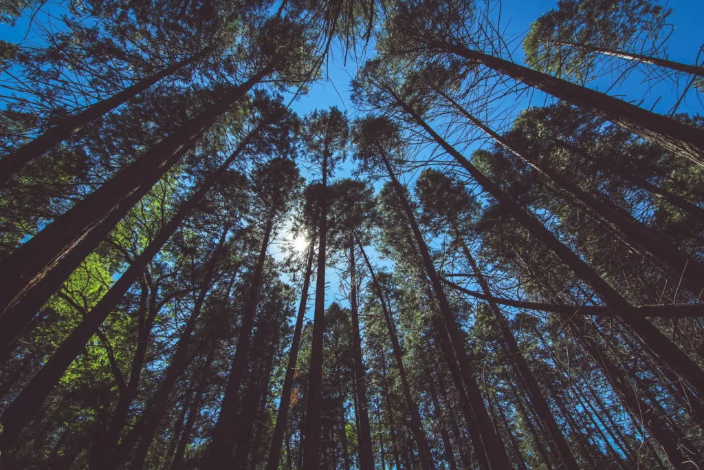 The Giant Forest: A World of Ancient Giants The Giant Forest: A World of Ancient Giants