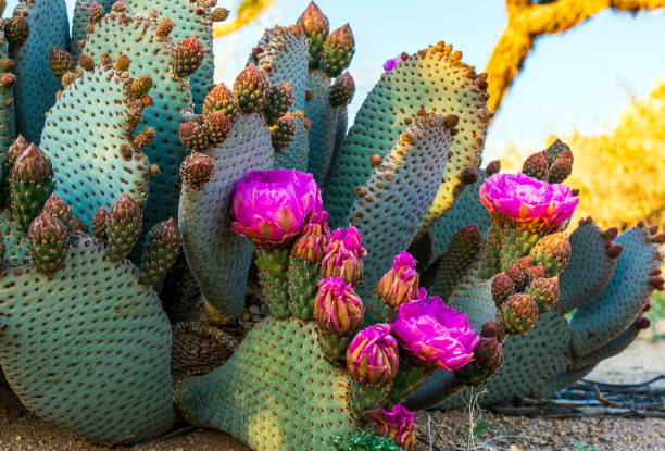 The Amazing World of Cactus Flowers