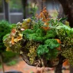 The Ultimate Guide to Hanging Flower Basket Plants