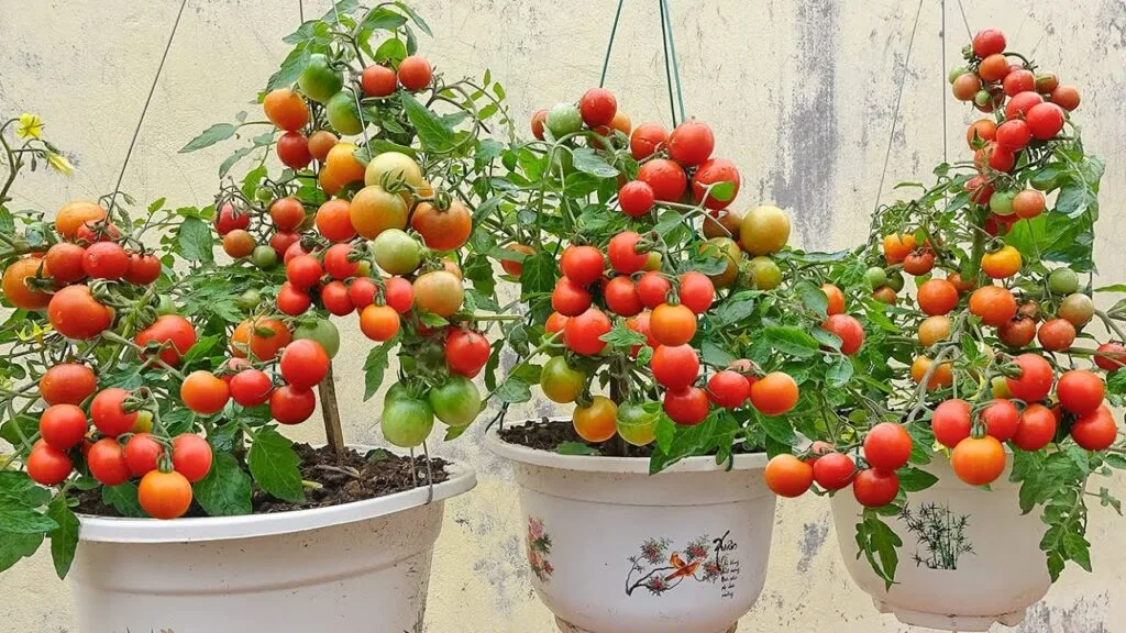 Planting Tomato Seeds From Fresh Tomatoes