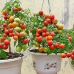 Planting Tomato Seeds From Fresh Tomatoes