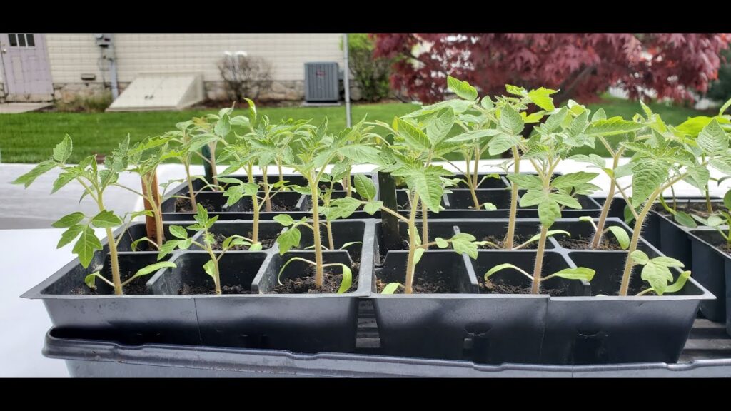 Planting Tomato Seeds From Fresh Tomatoes Planting Tomato Seeds From Fresh Tomatoes