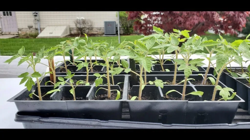 Planting Tomato Seeds From Fresh Tomatoes 