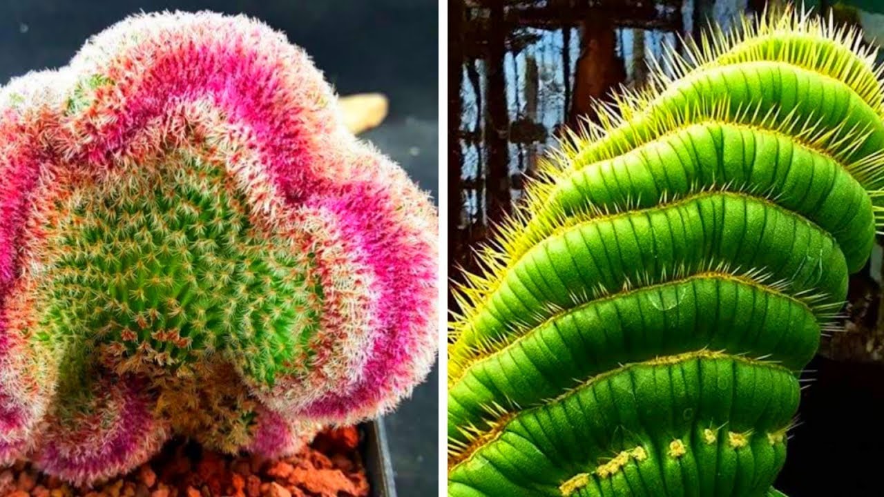 Rare Cactus Species and Their Unique Habits