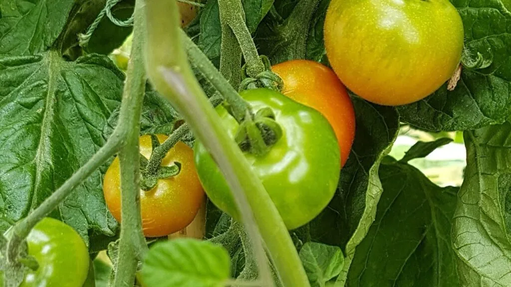 Planting Tomato Seeds From Fresh Tomatoes 