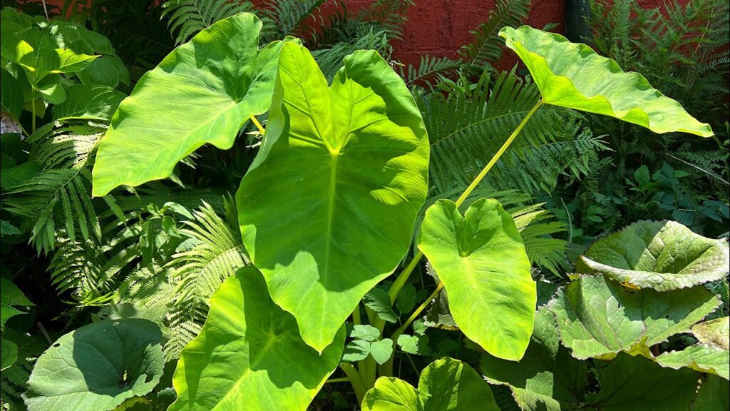 Discovering Elephant Ears the Plant
