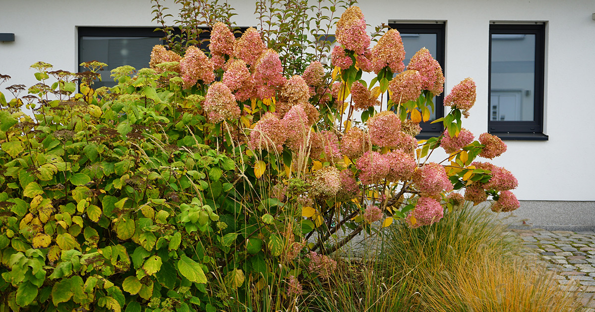 Conical Flowering Plants