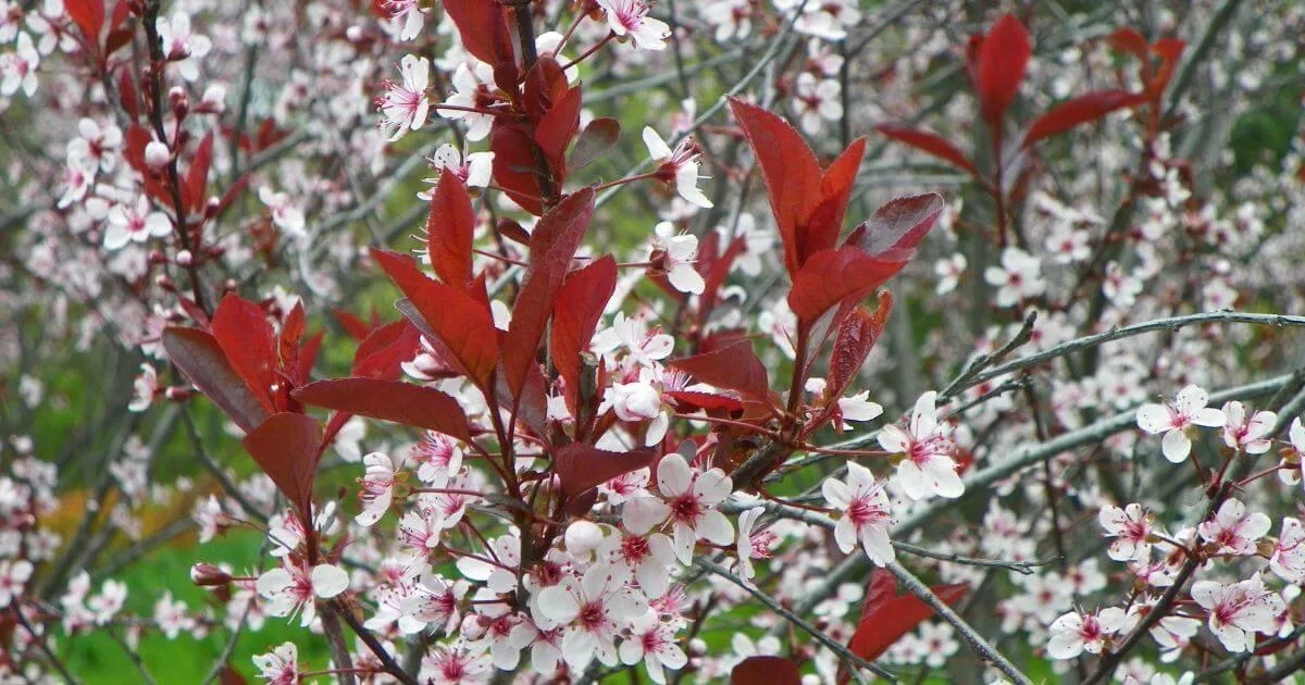 The Magic of Spring Flowering Trees