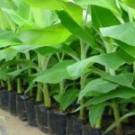 A World in a Jar: Understanding Tissue Culture Plants