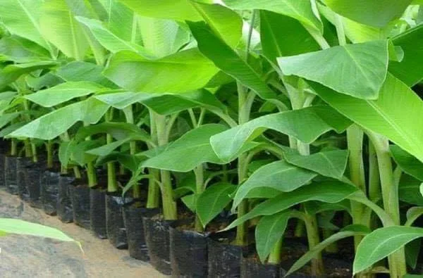 A World in a Jar: Understanding Tissue Culture Plants