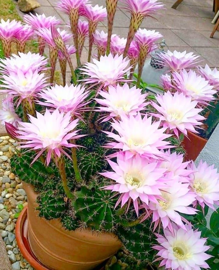 The Amazing World of Cactus Flowers