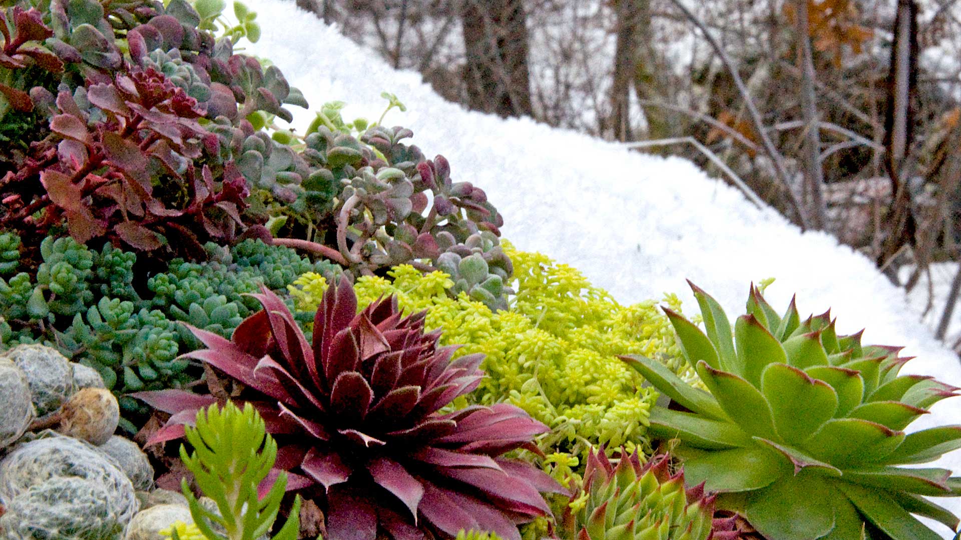 The Complete Winter Flowering Plants