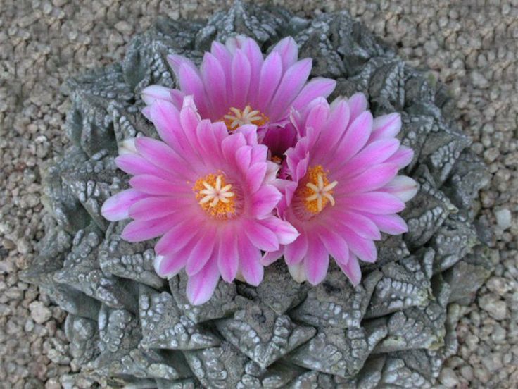 The Amazing World of Cactus Flowers