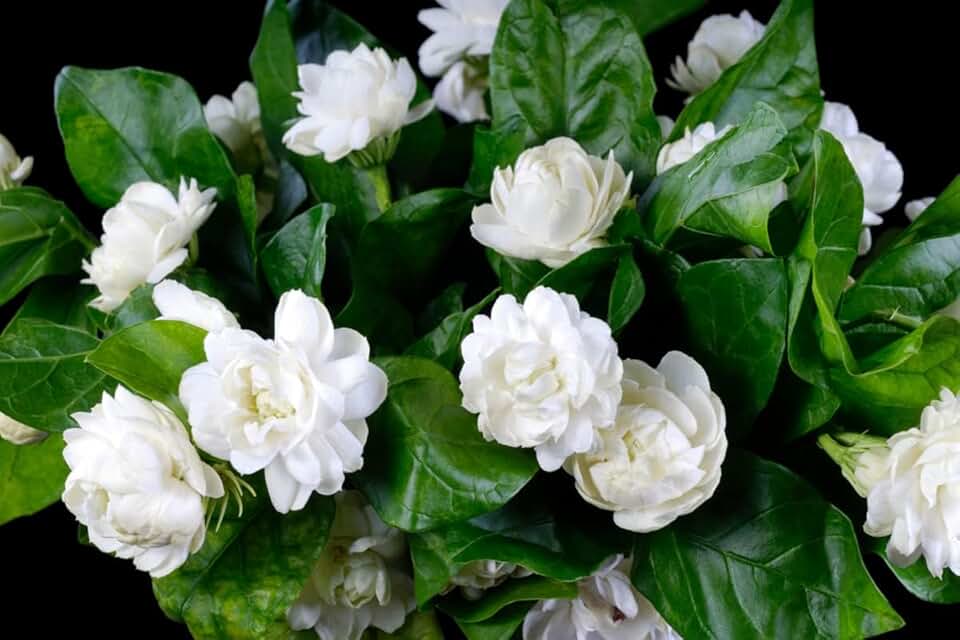 The Magical Night Blooming Jasmine Plant: A Fragrant Friend