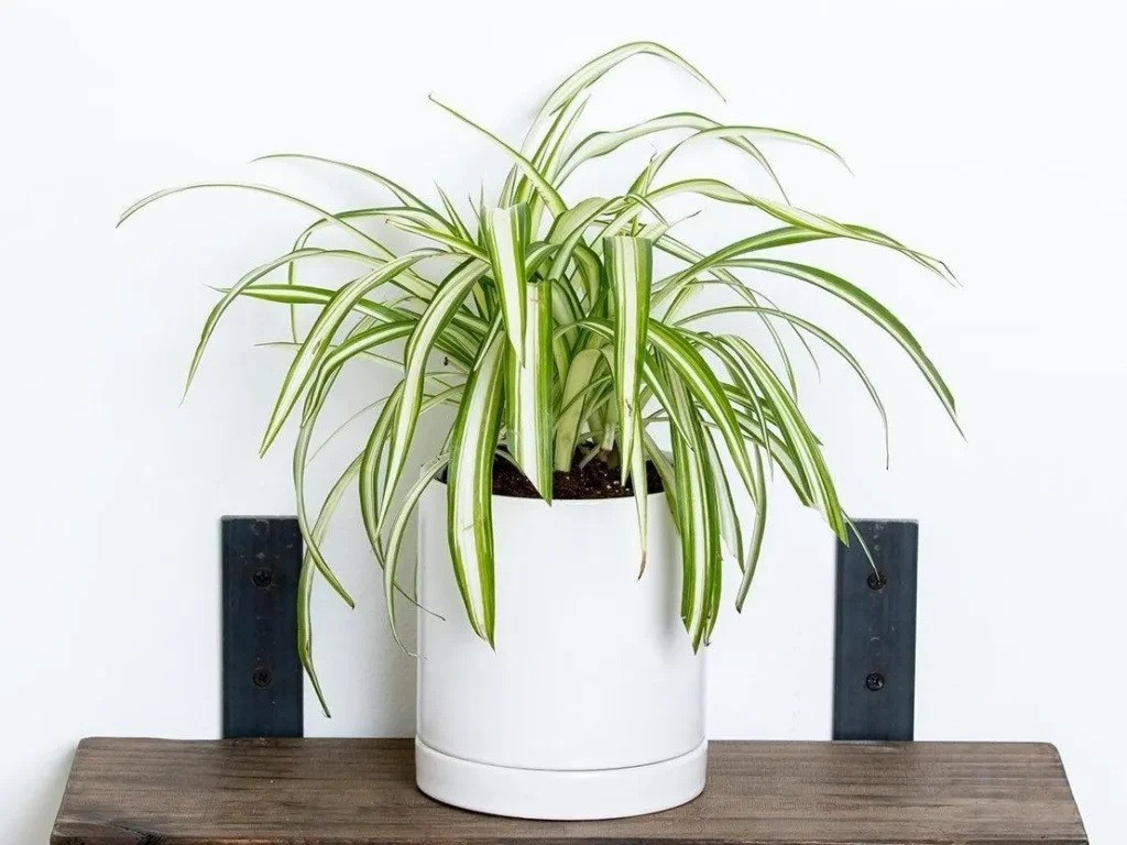 Everything You Need to Know About the Amazing Spider Plant