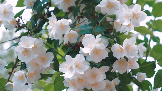 The Beautiful World of Jasmine Flowers