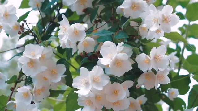 The Beautiful World of Jasmine Flowers