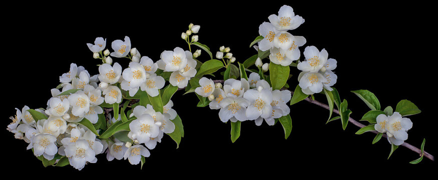 The Beautiful World of Jasmine Flowers