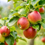 All About Apples: Nature's Crunchy Treat