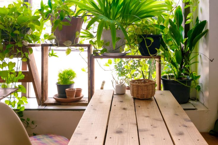 The Ultimate Long Guide to Indoor Greenery The Ultimate Long Guide to Indoor Greenery