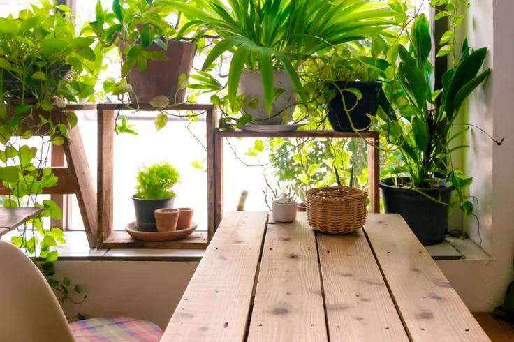 The Ultimate Long Guide to Indoor Greenery

