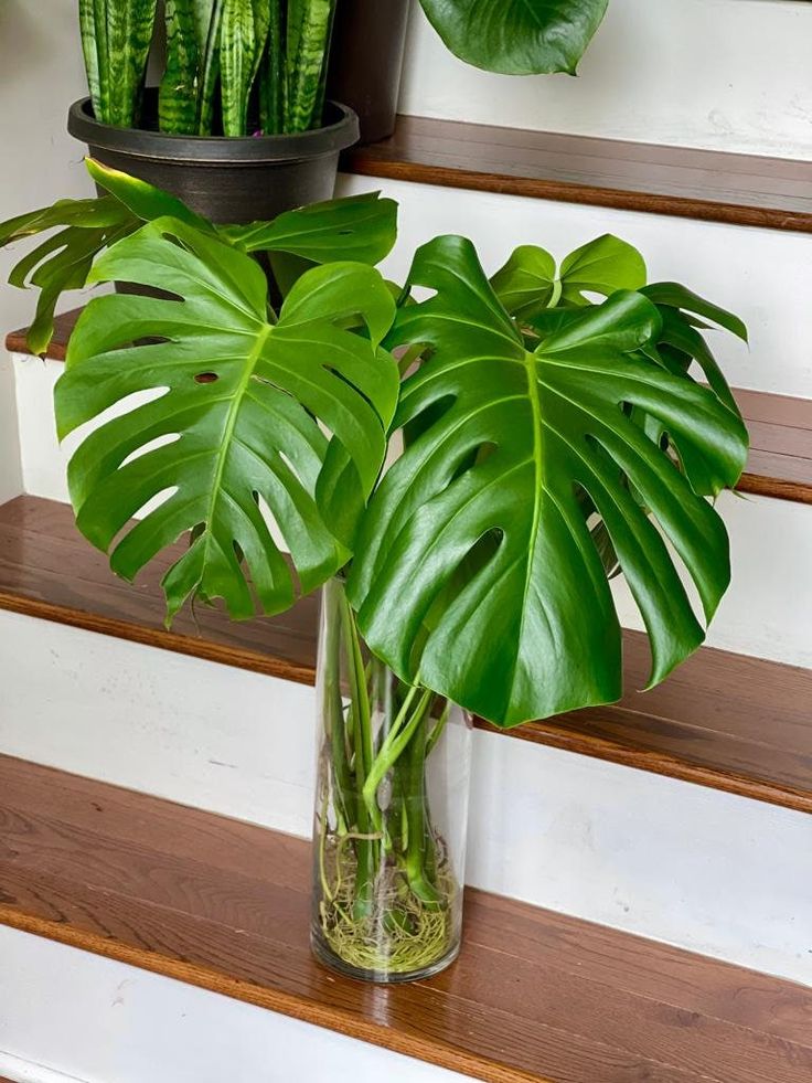 The Monstera Plant and Indoor Gardening 