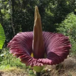 Corpse Flower