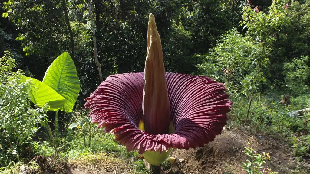 Corpse Flower