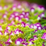 Fragrant-Flower-Blooms-with-Dignity