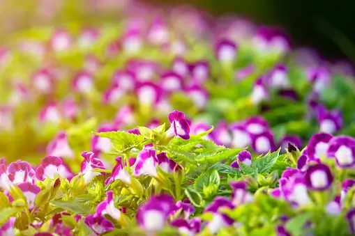 Fragrant-Flower-Blooms-with-Dignity