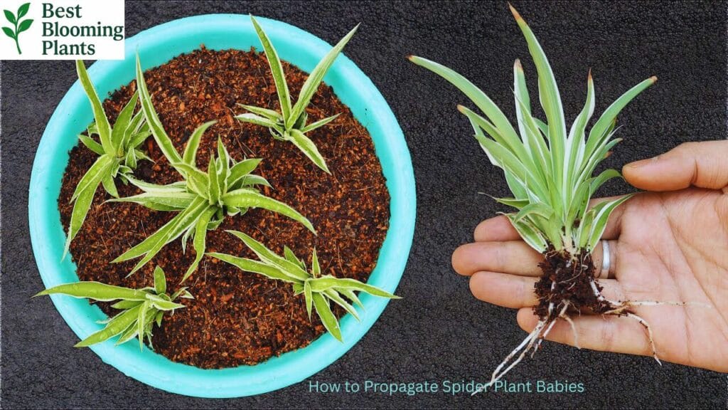 Best indirect sunlight spot for growing Spider Plants indoors