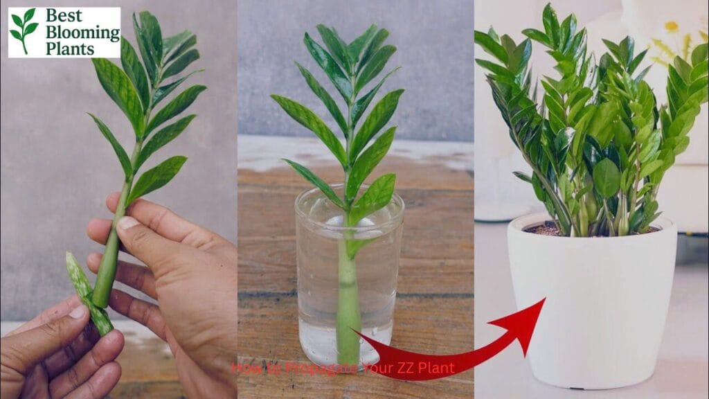 How to Propagate Your ZZ Plant