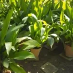 How to Propagate a Snake Plant Fast: Best Methods to Grow New Plants from Cuttings