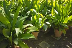 How to Propagate a Snake Plant Fast: Best Methods to Grow New Plants from Cuttings