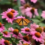 How to Grow Coneflower from Seed & Manage Garden Gnats