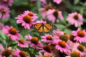 How to Grow Coneflower from Seed & Manage Garden Gnats