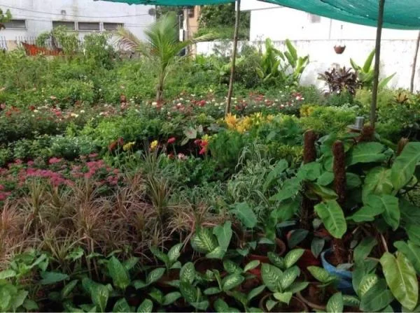 Finding a Plant Nursery Near Me