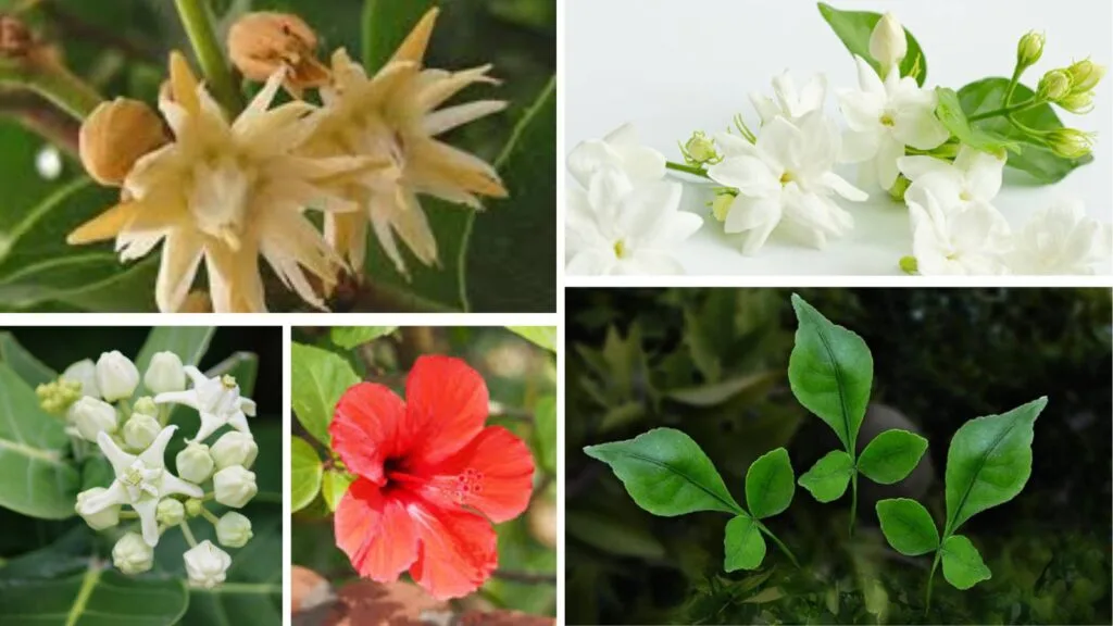 Sacred Flowers