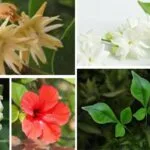 Sacred Flowers