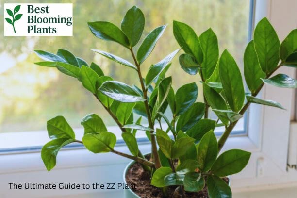 The Ultimate Guide to the ZZ Plant