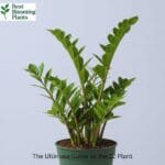 The Ultimate Guide to the ZZ Plant