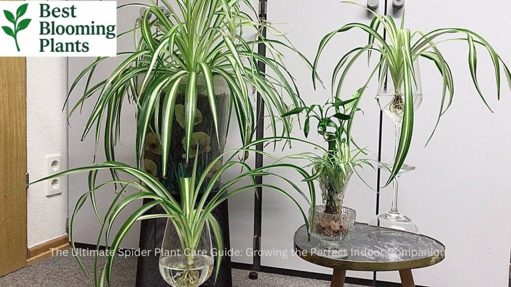 Healthy Spider Plant in a decorative pot for indoor air purification