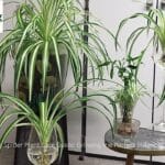 Healthy Spider Plant in a decorative pot for indoor air purification