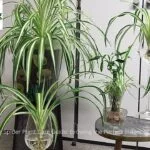 Healthy Spider Plant in a decorative pot for indoor air purification
