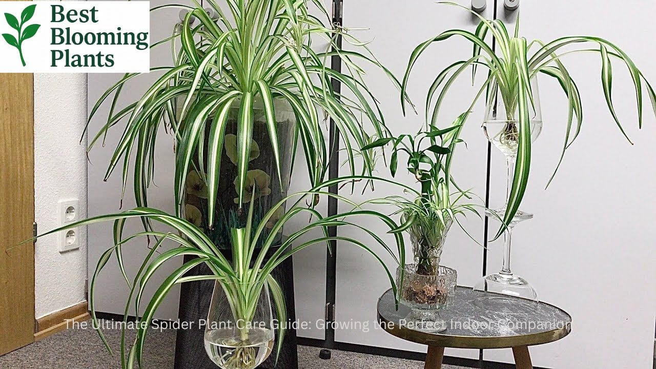 Healthy Spider Plant in a decorative pot for indoor air purification