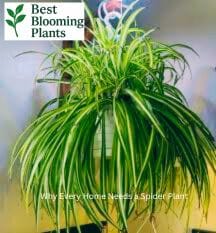 Spider plant babies or spiderettes propagation guide