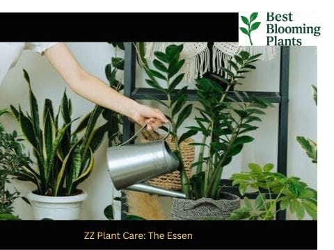 ZZ Plant Care: The Essentials