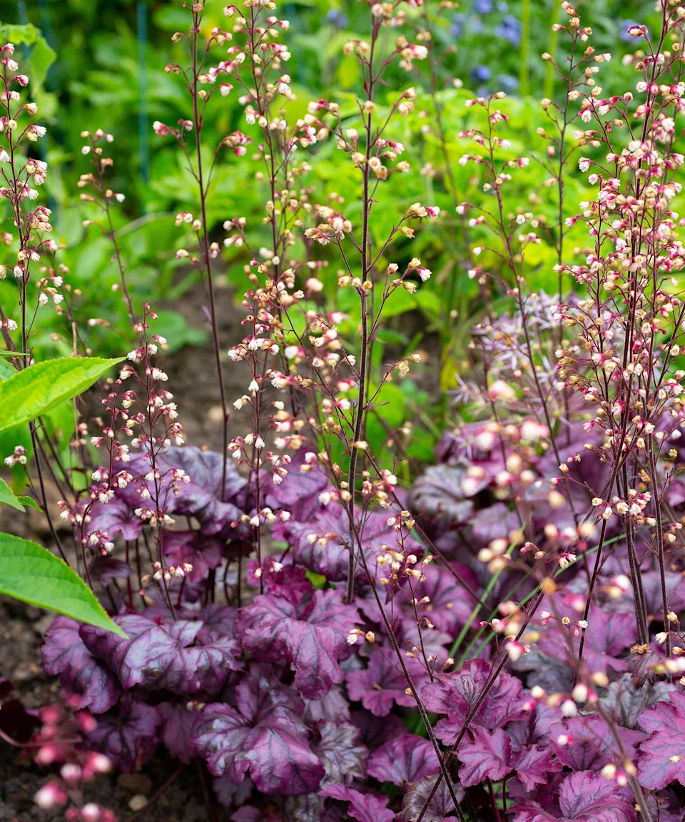 Choosing Your First Green Friend